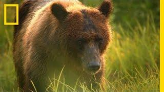 A Cameraman's Wild Encounter With Bears in Alaska | Short Film Showcase