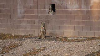 PHOTOS: Coyotes make a den in a wall, turn neighborhood into their territory