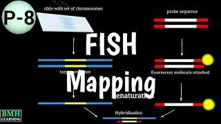 FISH Mapping | Fluorescence In Situ Hybridization |