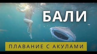 Плавание с китовыми акулами | с Бали на остров Сумбава на мотобайке | лучший снорклинг в мире