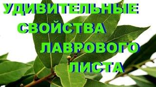 УДИВИТЕЛЬНЫЕ СВОЙСТВА ЛАВРОВОГО ЛИСТА