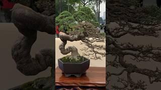 Amazing Bonsai Style #bonsaitree #bonsai #satisfying #viral #fyp