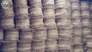 8.7 Million Acres Of Flax Harvested & Processed To Linen Fabric This Way | Farming Documentary