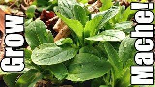 How to Grow Mache (Corn Salad) From Seed to Harvest