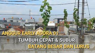 Anggur Early Adora Episode 01 Cara Awal Menanam Anggur Tumbuh dengan Cepat  Pembentukan Primer Lurus