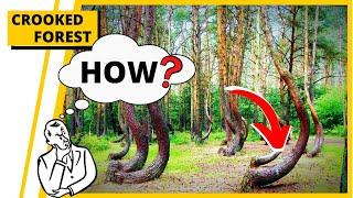 The Crooked Forest poland mystery in hindi | Unsolved Mystery | Prime explorers