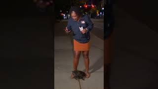 Puppy interrupts live hit for News10NBC reporter