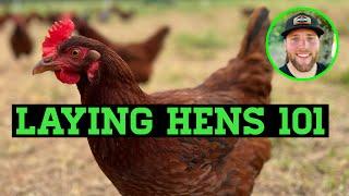 I’VE BEEN RAISING LAYING HENS FOR 5 YEARS. HERE’S WHAT YOU NEED TO KNOW