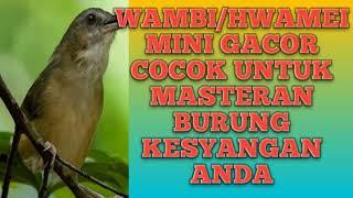 WAMBI MINI GACOR/ PEDES/UNTUK MASTERAN BURUNG KESAYANGAN ANDA