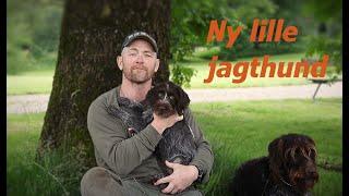 Ny lille jagthund / New little gun dog