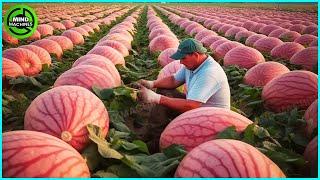 The Most Modern Agriculture Machines That Are At Another Level , How To Harvest Pumkins In Farm ▶8