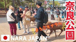 2025.3.7【NARA】外国人観光客が増加する春の奈良公園を歩く