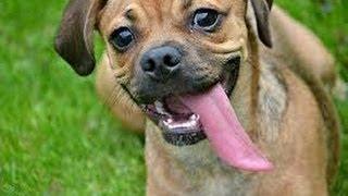 Пугль/Пагль (Puggle). Породы собак (Dog Breed)