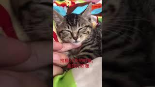 超级凶的小猫