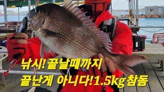 #삼길포항 #바다좌대낚시 #백년좌대 #fishing #낚시 #우럭낚시 #참돔낚시