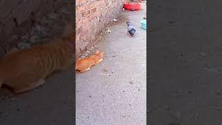 cat attack kabutar ️️