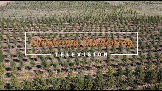 Trees on the Best of Oklahoma Gardening November 2, 2024