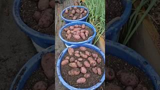 Harvesting Purple Potatoes