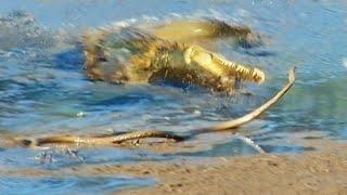 Black Mamba Tries to Escape Crocodile