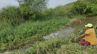 Small Singal hook fishing techniques|Catching a Big Catfish & Tilapia fishes in Village|Fishing