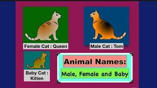 #animals  Animal Names : male, Female and Young  Animals