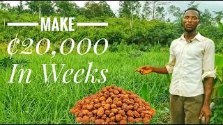 How A Young Ghanaian Youth Attained Riches Through Tigernut Farming | Frenat Farms