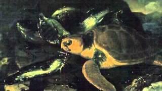 Saint-Saens: Carnival of the Animals~Tortues (Tortoises)