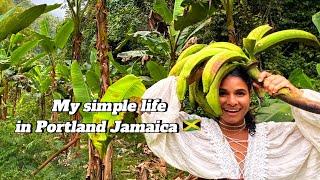 My simple life in Portland Jamaica  off grid simple country living.