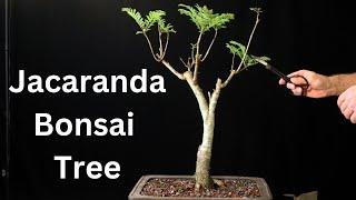 Jacaranda Bonsai Tree From Seed 2018-2023 repot. jacaranda mimosifolia