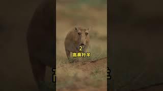 五種 俄羅斯的動物 #科普 #知識 #動物 #tiktokanimals