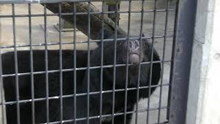 ニッポンツキノワグマ (秋田市大森山動物園) 2019年4月11日