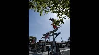 Japan Koi-Nobori Flying Carp  for Boy's Day