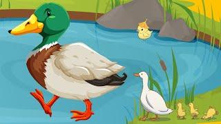 10 Little Ducks | Nursery Rhyme | 10 Little Ducks Went Swimming One Day Over the Hills and Far Away