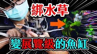 手殘必看，五分鐘學會綁水草！ The BEST way to attach Aquatic Plant on Driftwood