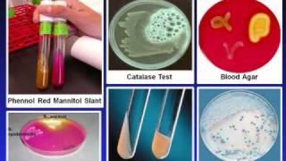 Introduction to Microbiology Culture Techniques