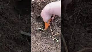 2lbs Float Copper Nugget found Metal detecting in Upper Michigan