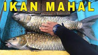 MANCING CASTING IKAN TERMAHAL DI SUNGAI PERAWAN