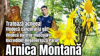 CEA MAI SCUMPĂ PLANTĂ DIN ROMÂNIA - ARNICA MONTANĂ -UN KG COSTA 50 EURO !