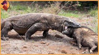 15 Komodo Dragons Swallowing Animals