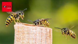 Wespen Lebenszeit: So alt werden die Insekten