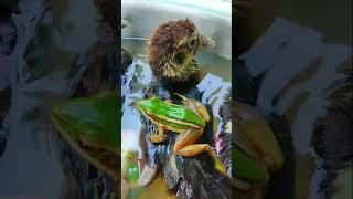cute ducklings playing in the water with cute frogs