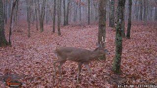 DEER UP NORTH EAST