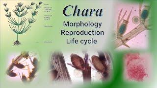 Chara  Morphology, Reproduction and Life cycle along with slide preparation  Live Class