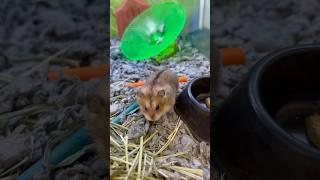 Russian Dwarf Hamster | PetSmart #CM_o8o1 #viral #trending #popular #hamster