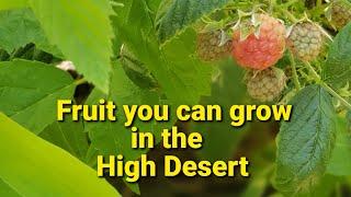 Fruit you can grow in the high desert.