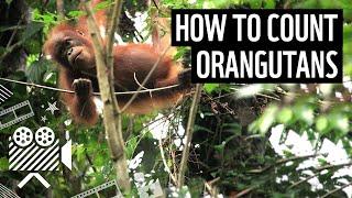 How to count orangutans | WWF