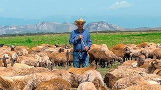 Life Of Azerbaijani Shepherds! We Milk The Sheep For Cheese And Cooking A Delicious Dinner