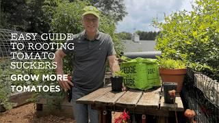 How to Propagate Tomato Plants | Rooting Tomato Suckers in Soil