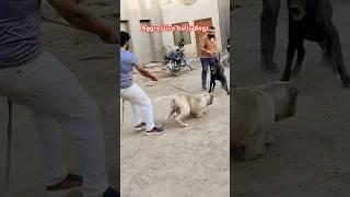 Very dangerous bully dogs  | Pakistani bully dogs | big dog breeds | Samad pets vlog #bullydog