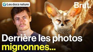 Pourquoi les fennecs "de compagnie" inquiètent